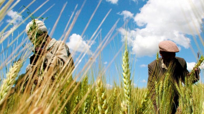 Wheat - Senegal
