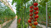 Tomato - agriculture - Morocco