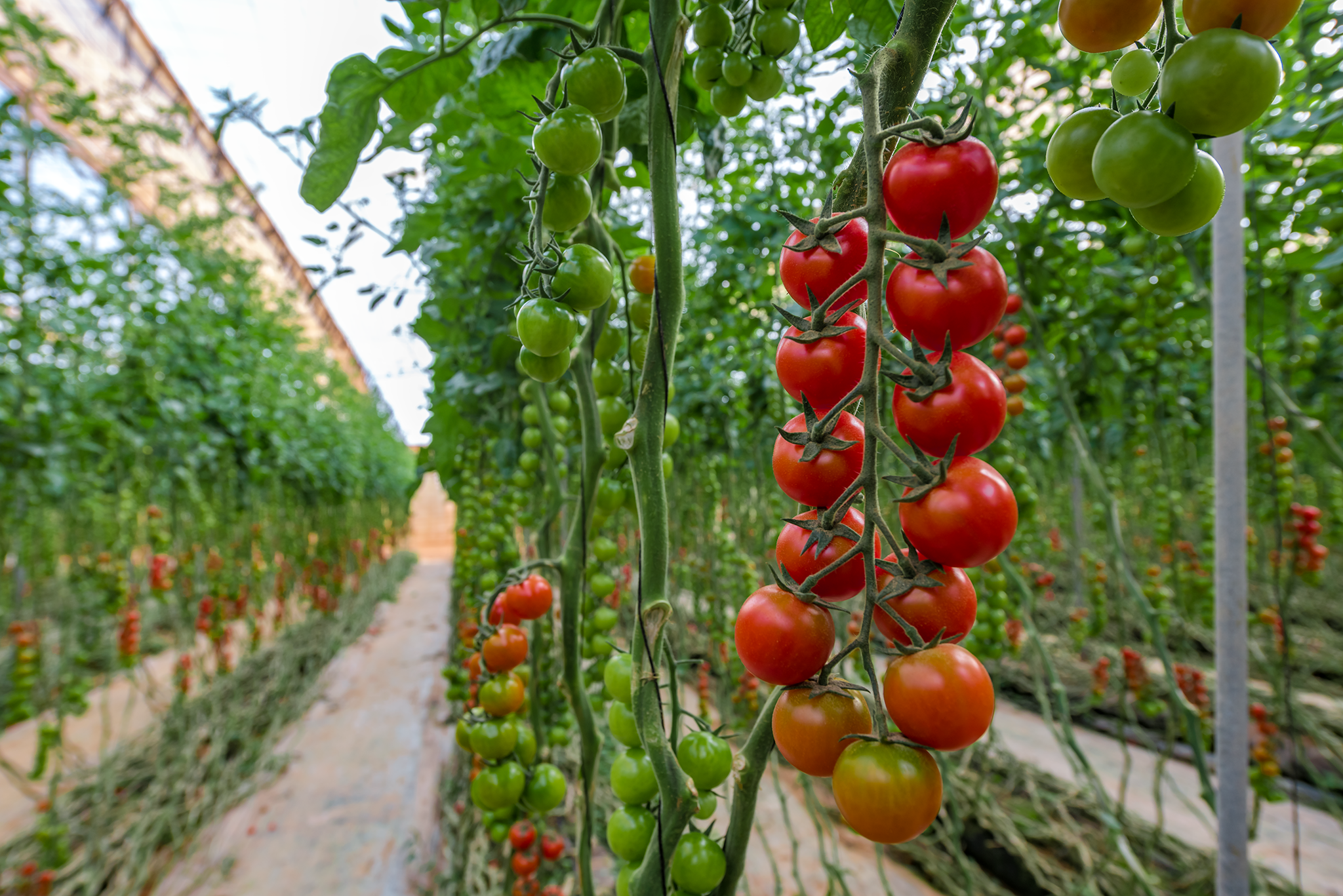 Tomato - agriculture - Morocco