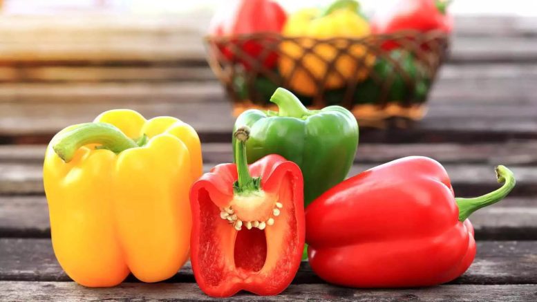 Morocco's Bell Peppers Exports
